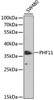 Western blot analysis of extracts of SW480 cells, using PHF11 antibody (14-982) at 1:1000 dilution.<br/>Secondary antibody: HRP Goat Anti-Rabbit IgG (H+L) at 1:10000 dilution.<br/>Lysates/proteins: 25ug per lane.<br/>Blocking buffer: 3% nonfat dry milk in TBST.<br/>Detection: ECL Basic Kit.<br/>Exposure time: 90s.