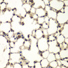 Immunohistochemistry of paraffin-embedded mouse lung using PHF11 antibody (14-982) at dilution of 1:100 (40x lens) .
