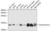 Western blot analysis of extracts of various cell lines, using Cytochrome c antibody (14-986) at 1:1000 dilution.<br/>Secondary antibody: HRP Goat Anti-Rabbit IgG (H+L) at 1:10000 dilution.<br/>Lysates/proteins: 25ug per lane.<br/>Blocking buffer: 3% nonfat dry milk in TBST.<br/>Detection: ECL Basic Kit.<br/>Exposure time: 10s.