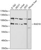 Western blot analysis of extracts of various cell lines, using RAD18 antibody (14-988) at 1:1000 dilution.<br/>Secondary antibody: HRP Goat Anti-Rabbit IgG (H+L) at 1:10000 dilution.<br/>Lysates/proteins: 25ug per lane.<br/>Blocking buffer: 3% nonfat dry milk in TBST.<br/>Detection: ECL Basic Kit.<br/>Exposure time: 120s.