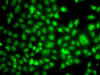 Immunofluorescence analysis of A549 cells using TBL1XR1 antibody (14-990) .