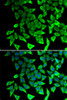 Immunofluorescence analysis of A549 cells using PTGES2 antibody (14-991) . Blue: DAPI for nuclear staining.
