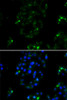 Immunofluorescence analysis of A549 cells using BOC antibody (14-993) . Blue: DAPI for nuclear staining.