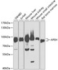 Western blot analysis of extracts of various cell lines, using APEH antibody (15-005) at 1:1000 dilution.<br/>Secondary antibody: HRP Goat Anti-Rabbit IgG (H+L) at 1:10000 dilution.<br/>Lysates/proteins: 25ug per lane.<br/>Blocking buffer: 3% nonfat dry milk in TBST.<br/>Detection: ECL Basic Kit.<br/>Exposure time: 30s.