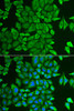 Immunofluorescence analysis of HeLa cells using APEH antibody (15-005) . Blue: DAPI for nuclear staining.