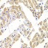 Immunohistochemistry of paraffin-embedded mouse heart using ELF3 antibody (15-016) at dilution of 1:100 (40x lens) .