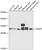 Western blot analysis of extracts of various cell lines, using HNMT antibody (15-026) at 1:1000 dilution.<br/>Secondary antibody: HRP Goat Anti-Rabbit IgG (H+L) at 1:10000 dilution.<br/>Lysates/proteins: 25ug per lane.<br/>Blocking buffer: 3% nonfat dry milk in TBST.<br/>Detection: ECL Basic Kit.<br/>Exposure time: 30s.