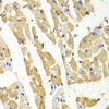 Immunohistochemistry of paraffin-embedded mouse heart using HNMT antibody (15-026) at dilution of 1:100 (40x lens) .