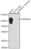 Immunoprecipitation analysis of 200ug extracts of HeLa cells using 1ug HSP90AA1 antibody (15-028) . Western blot was performed from the immunoprecipitate using HSP90AA1 antibody (15-028) at a dilition of 1:500.