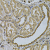 Immunohistochemistry of paraffin-embedded human kidney using LCP1 Antibody (15-030) at dilution of 1:100 (40x lens) .
