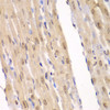 Immunohistochemistry of paraffin-embedded rat heart using LIG3 antibody (15-032) at dilution of 1:100 (40x lens) .