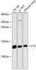 Western blot analysis of extracts of various cell lines, using LYZ antibody (15-033) at 1:3000 dilution.<br/>Secondary antibody: HRP Goat Anti-Rabbit IgG (H+L) at 1:10000 dilution.<br/>Lysates/proteins: 25ug per lane.<br/>Blocking buffer: 3% nonfat dry milk in TBST.<br/>Detection: ECL Basic Kit.<br/>Exposure time: 90s.