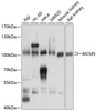 Western blot analysis of extracts of various cell lines, using MCM5 antibody (15-036) at 1:1000 dilution.<br/>Secondary antibody: HRP Goat Anti-Rabbit IgG (H+L) at 1:10000 dilution.<br/>Lysates/proteins: 25ug per lane.<br/>Blocking buffer: 3% nonfat dry milk in TBST.<br/>Detection: ECL Basic Kit.<br/>Exposure time: 1s.