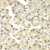 Immunohistochemistry of paraffin-embedded human stomach using POU2F1 Antibody (15-045) at dilution of 1:100 (40x lens) .