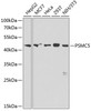 Western blot analysis of extracts of various cell lines, using PSMC5 antibody (15-052) at 1:1000 dilution.<br/>Secondary antibody: HRP Goat Anti-Rabbit IgG (H+L) at 1:10000 dilution.<br/>Lysates/proteins: 25ug per lane.<br/>Blocking buffer: 3% nonfat dry milk in TBST.