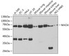 Western blot analysis of extracts of various cell lines, using MAOA antibody (15-055) at 1:1000 dilution.<br/>Secondary antibody: HRP Goat Anti-Rabbit IgG (H+L) at 1:10000 dilution.<br/>Lysates/proteins: 25ug per lane.<br/>Blocking buffer: 3% nonfat dry milk in TBST.