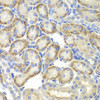 Immunohistochemistry of paraffin-embedded rat kidney using ST3GAL4 antibody (15-059) at dilution of 1:200 (40x lens) .