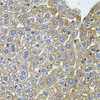 Immunohistochemistry of paraffin-embedded mouse liver using CETP antibody (15-063) (40x lens) .