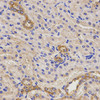 Immunohistochemistry of paraffin-embedded rat kidney using TNFRSF1B antibody (15-066) at dilution of 1:200 (40x lens) .