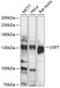 Western blot analysis of extracts of various cell lines, using USP7 antibody (15-073) at 1:1000 dilution.<br/>Secondary antibody: HRP Goat Anti-Rabbit IgG (H+L) at 1:10000 dilution.<br/>Lysates/proteins: 25ug per lane.<br/>Blocking buffer: 3% nonfat dry milk in TBST.<br/>Detection: ECL Basic Kit.<br/>Exposure time: 30s.