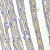 Immunohistochemistry of paraffin-embedded rat heart using AKR1C3 antibody (15-075) at dilution of 1:100 (40x lens) .