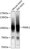 Western blot analysis of extracts of various cell lines, using PIWIL1 antibody (15-077) at 1:1000 dilution.<br/>Secondary antibody: HRP Goat Anti-Rabbit IgG (H+L) at 1:10000 dilution.<br/>Lysates/proteins: 25ug per lane.<br/>Blocking buffer: 3% nonfat dry milk in TBST.<br/>Detection: ECL Basic Kit.<br/>Exposure time: 3s.
