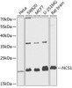 Western blot analysis of extracts of various cell lines, using NCS1 antibody (15-089) at 1:1000 dilution.<br/>Secondary antibody: HRP Goat Anti-Rabbit IgG (H+L) at 1:10000 dilution.<br/>Lysates/proteins: 25ug per lane.<br/>Blocking buffer: 3% nonfat dry milk in TBST.<br/>Detection: ECL Basic Kit.<br/>Exposure time: 90s.