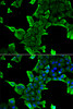 Immunofluorescence analysis of A549 cells using NCS1 antibody (15-089) . Blue: DAPI for nuclear staining.