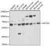 Western blot analysis of extracts of various cell line, using UGT1A1 antibody (15-091) at 1:1000 dilution.<br/>Secondary antibody: HRP Goat Anti-Rabbit IgG (H+L) at 1:10000 dilution.<br/>Lysates/proteins: 25ug per lane.<br/>Blocking buffer: 3% nonfat dry milk in TBST.<br/>Detection: ECL Basic Kit.<br/>Exposure time: 1s.