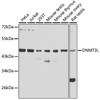 Western blot analysis of extracts of various cell lines, using DNMT3L antibody (15-092) at 1:1000 dilution.<br/>Secondary antibody: HRP Goat Anti-Rabbit IgG (H+L) at 1:10000 dilution.<br/>Lysates/proteins: 25ug per lane.<br/>Blocking buffer: 3% nonfat dry milk in TBST.<br/>Detection: ECL Basic Kit.<br/>Exposure time: 30s.