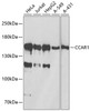 Western blot analysis of extracts of various cell lines, using CCAR1 antibody (15-094) at 1:1000 dilution._Secondary antibody: HRP Goat Anti-Rabbit IgG (H+L) at 1:10000 dilution._Lysates/proteins: 25ug per lane._Blocking buffer: 3% nonfat dry milk in TBST._Detection: ECL Basic Kit._Exposure time: 5s.