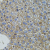 Immunohistochemistry of paraffin-embedded mouse liver using Mitofusin 2 antibody (15-100) (40x lens) .