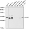 Western blot analysis of extracts of various cell lines, using CCNC antibody (15-103) at 1:1000 dilution.<br/>Secondary antibody: HRP Goat Anti-Rabbit IgG (H+L) at 1:10000 dilution.<br/>Lysates/proteins: 25ug per lane.<br/>Blocking buffer: 3% nonfat dry milk in TBST.<br/>Detection: ECL Basic Kit.<br/>Exposure time: 60s.
