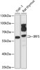 Western blot analysis of extracts of various cell lines, using IRF5 antibody (15-106) at 1:1000 dilution.<br/>Secondary antibody: HRP Goat Anti-Rabbit IgG (H+L) at 1:10000 dilution.<br/>Lysates/proteins: 25ug per lane.<br/>Blocking buffer: 3% nonfat dry milk in TBST.<br/>Detection: ECL Enhanced Kit.<br/>Exposure time: 90s.