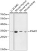 Western blot analysis of extracts of various cell lines, using PSME2 antibody (15-112) at 1:1000 dilution.<br/>Secondary antibody: HRP Goat Anti-Rabbit IgG (H+L) at 1:10000 dilution.<br/>Lysates/proteins: 25ug per lane.<br/>Blocking buffer: 3% nonfat dry milk in TBST.<br/>Detection: ECL Basic Kit.<br/>Exposure time: 90s.