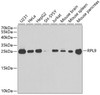 Western blot analysis of extracts of various cell lines, using RPL9 antibody (15-113) at 1:1000 dilution.<br/>Secondary antibody: HRP Goat Anti-Rabbit IgG (H+L) at 1:10000 dilution.<br/>Lysates/proteins: 25ug per lane.<br/>Blocking buffer: 3% nonfat dry milk in TBST.<br/>Detection: ECL Basic Kit.<br/>Exposure time: 90s.
