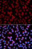 Immunofluorescence analysis of U2OS cells using TNFAIP3 antibody (15-118) . Blue: DAPI for nuclear staining.
