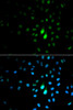 Immunofluorescence analysis of MCF-7 cells using PIN1 antibody (15-134) . Blue: DAPI for nuclear staining.