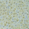 Immunohistochemistry of paraffin-embedded rat liver using SOX14 antibody (15-141) at dilution of 1:100 (40x lens) .