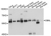 Western blot analysis of extracts of various cell lines, using DBNL antibody (15-183) at 1:3000 dilution.<br/>Secondary antibody: HRP Goat Anti-Rabbit IgG (H+L) at 1:10000 dilution.<br/>Lysates/proteins: 25ug per lane.<br/>Blocking buffer: 3% nonfat dry milk in TBST.<br/>Detection: ECL Basic Kit.<br/>Exposure time: 1s.
