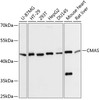 Western blot analysis of extracts of various cell lines, using CMAS Antibody (15-184) at 1:3000 dilution.<br/>Secondary antibody: HRP Goat Anti-Rabbit IgG (H+L) at 1:10000 dilution.<br/>Lysates/proteins: 25ug per lane.<br/>Blocking buffer: 3% nonfat dry milk in TBST.<br/>Detection: ECL Basic Kit.<br/>Exposure time: 10s.
