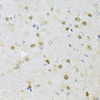 Immunohistochemistry of paraffin-embedded rat brain using CMAS antibody (15-184) at dilution of 1:150 (40x lens) .