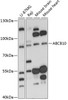 Western blot analysis of extracts of various cell lines, using ABCB10 antibody (15-204) at 1:3000 dilution.<br/>Secondary antibody: HRP Goat Anti-Rabbit IgG (H+L) at 1:10000 dilution.<br/>Lysates/proteins: 25ug per lane.<br/>Blocking buffer: 3% nonfat dry milk in TBST.<br/>Detection: ECL Basic Kit.<br/>Exposure time: 60s.