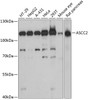 Western blot analysis of extracts of various cell lines, using ASCC2 antibody (15-205) at 1:3000 dilution.<br/>Secondary antibody: HRP Goat Anti-Rabbit IgG (H+L) at 1:10000 dilution.<br/>Lysates/proteins: 25ug per lane.<br/>Blocking buffer: 3% nonfat dry milk in TBST.<br/>Detection: ECL Basic Kit.<br/>Exposure time: 60s.
