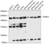 Western blot analysis of extracts of various cell lines, using PSME4 antibody (15-216) at 1:3000 dilution.<br/>Secondary antibody: HRP Goat Anti-Rabbit IgG (H+L) at 1:10000 dilution.<br/>Lysates/proteins: 25ug per lane.<br/>Blocking buffer: 3% nonfat dry milk in TBST.<br/>Detection: ECL Enhanced Kit.<br/>Exposure time: 90s.
