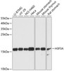 Western blot analysis of extracts of various cell lines, using Histone H3.3 antibody (15-220) at 1:3000 dilution.<br/>Secondary antibody: HRP Goat Anti-Rabbit IgG (H+L) at 1:10000 dilution.<br/>Lysates/proteins: 25ug per lane.<br/>Blocking buffer: 3% nonfat dry milk in TBST.<br/>Detection: ECL Basic Kit.<br/>Exposure time: 90s.