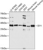 Western blot analysis of extracts of various cell lines, using ISY1 antibody (15-222) at 1:3000 dilution.<br/>Secondary antibody: HRP Goat Anti-Rabbit IgG (H+L) at 1:10000 dilution.<br/>Lysates/proteins: 25ug per lane.<br/>Blocking buffer: 3% nonfat dry milk in TBST.<br/>Detection: ECL Basic Kit.<br/>Exposure time: 90s.
