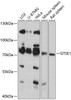 Western blot analysis of extracts of various cell lines, using GTSE1 antibody (15-258) at 1:3000 dilution.<br/>Secondary antibody: HRP Goat Anti-Rabbit IgG (H+L) at 1:10000 dilution.<br/>Lysates/proteins: 25ug per lane.<br/>Blocking buffer: 3% nonfat dry milk in TBST.<br/>Detection: ECL Basic Kit.<br/>Exposure time: 30s.