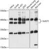 Western blot analysis of extracts of various cell lines, using SUGT1 antibody (15-260) at 1:1000 dilution.<br/>Secondary antibody: HRP Goat Anti-Rabbit IgG (H+L) at 1:10000 dilution.<br/>Lysates/proteins: 25ug per lane.<br/>Blocking buffer: 3% nonfat dry milk in TBST.<br/>Detection: ECL Basic Kit.<br/>Exposure time: 30s.