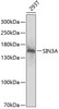 Western blot analysis of extracts of 293T cells, using SIN3A antibody (15-271) at 1:1000 dilution.<br/>Secondary antibody: HRP Goat Anti-Rabbit IgG (H+L) at 1:10000 dilution.<br/>Lysates/proteins: 25ug per lane.<br/>Blocking buffer: 3% nonfat dry milk in TBST.<br/>Detection: ECL Enhanced Kit.<br/>Exposure time: 90s.
